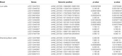 Genome-Wide Identification and Characterization of Long Non-Coding RNAs in Longissimus dorsi Skeletal Muscle of Shandong Black Cattle and Luxi Cattle